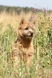 CAIRN TERRIER 018